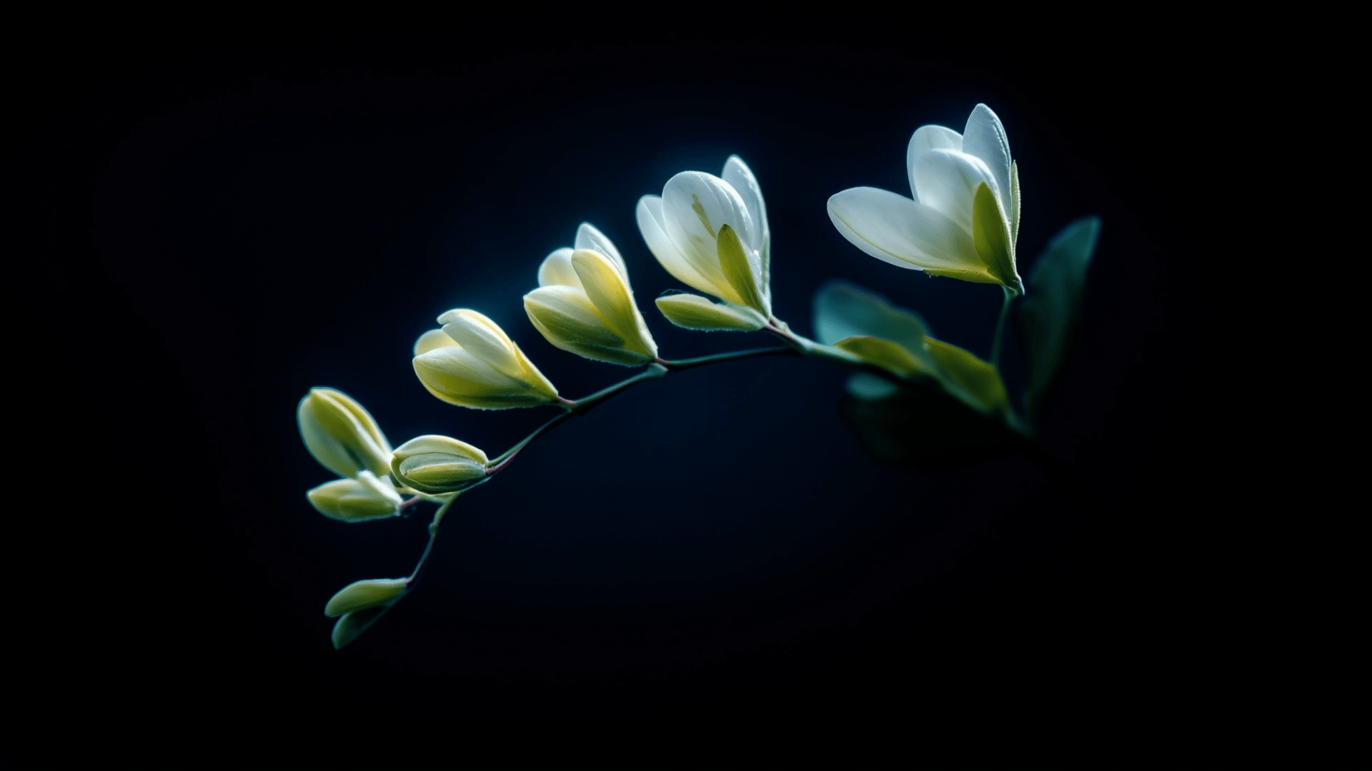 Professional_Mode_Flower_in_bloom__From_flower_bud